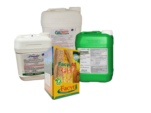 Combo Girasol I