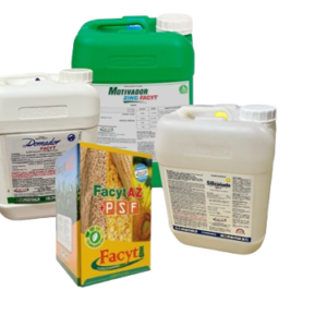 Maiz_2-removebg-preview Combo Maíz II