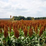 Cultivo de Sorgo Facyt