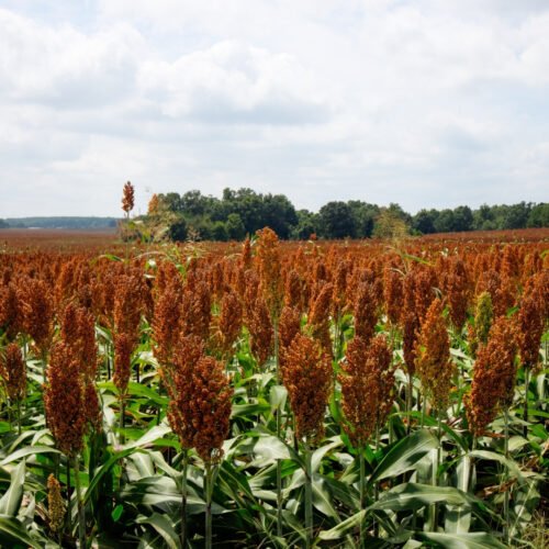 Combo Sorgo I