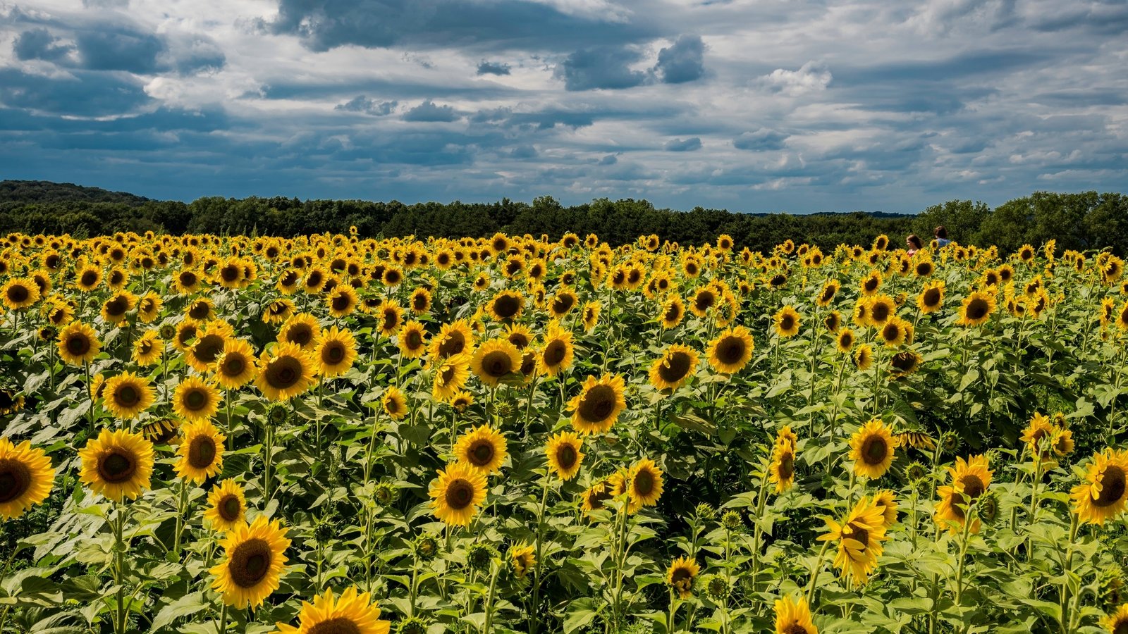 Cultivo de Girasol Facyt
