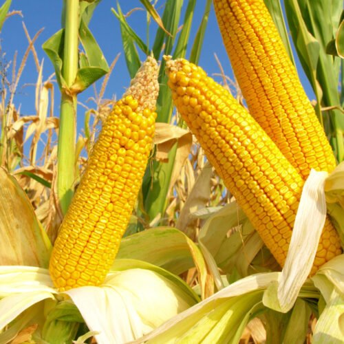 Combo Sorgo I