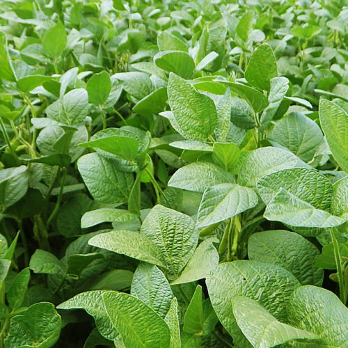 Combo Sorgo I