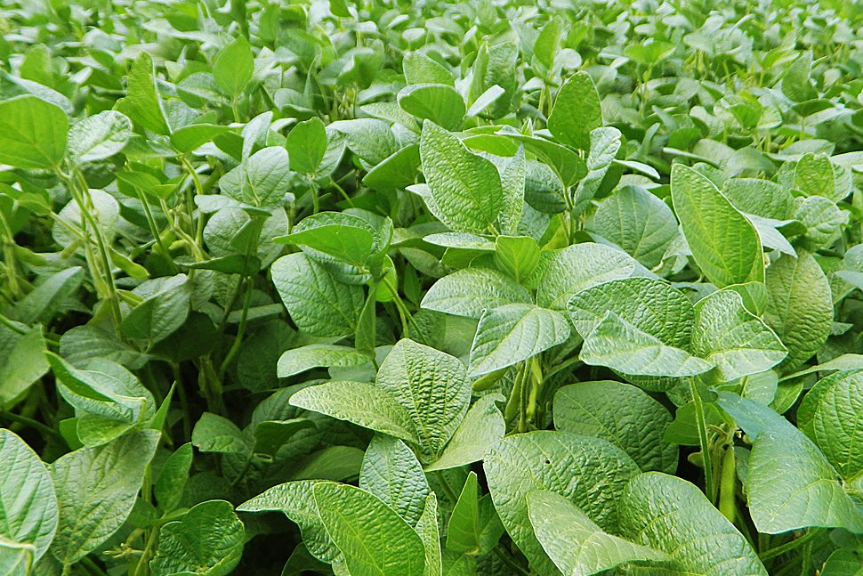 Cultivo de Soja Facyt