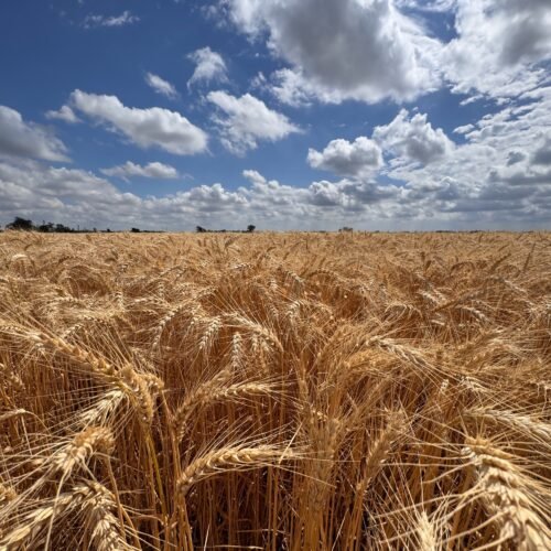 Combo Sorgo I